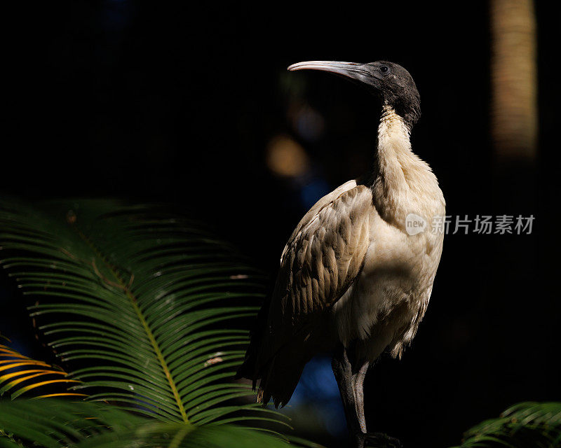 Threskiornis moluccus，澳大利亚白鹮